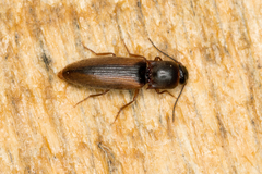 Dalopius marginatus