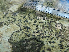 Caliciaceae