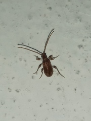 Ptinus