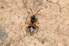 Scolopostethus thomsoni