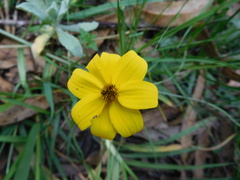 Bidens andicola