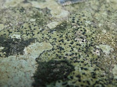 Caliciaceae