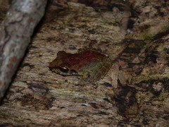 Pristimantis zeuctotylus