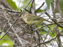 Pachysylvia aurantiifrons