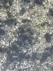 Neogobius melanostomus