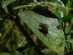 Eristalis bogotensis