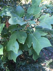 Liriodendron