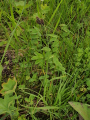 Carex atrata