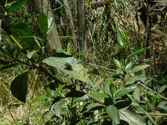 Eristalis bogotensis