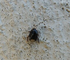 Geotomini