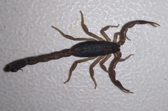 Centruroides
