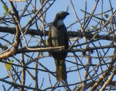 Saltator atriceps