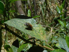 Eristalis bogotensis