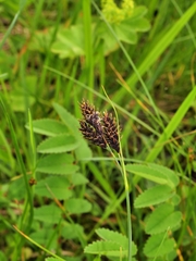 Carex atrata