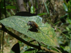 Eristalis bogotensis