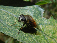 Eristalis bogotensis