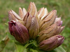 Gentiana pannonica