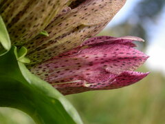 Gentiana pannonica