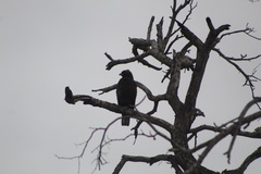 Hieraaetus wahlbergi