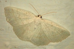 Macaria pustularia