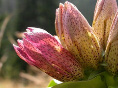 Gentiana pannonica