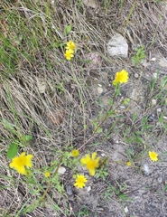 Senecio leucanthemifolius