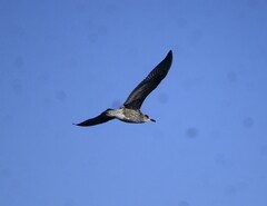 Larus fuscus