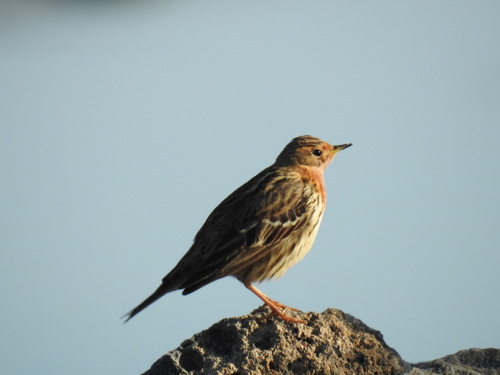 Bisbita gorjirrojo (Anthus cervinus)