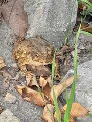 Rhinella