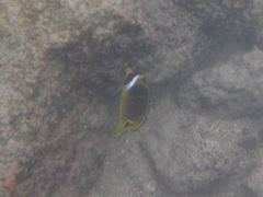 Chaetodon lunula