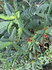 Psychotria tenuifolia
