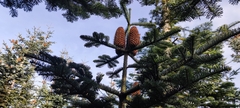 Abies procera