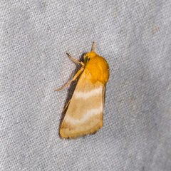 Schinia miniana