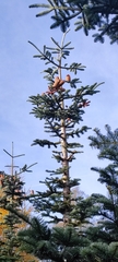 Abies procera