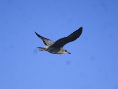 Larus fuscus