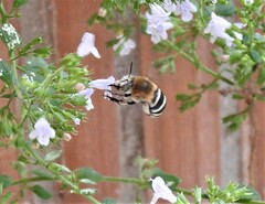 Amegilla quadrifasciata