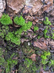 Mycena pseudocorticola