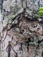 Mycena pseudocorticola