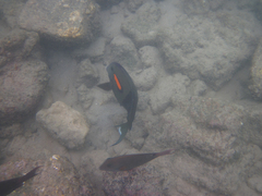 Acanthurus olivaceus