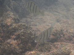 Acanthurus triostegus