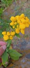 Calceolaria integrifolia