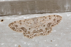 Scopula plantagenaria