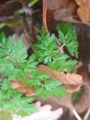 Anthriscus cerefolium