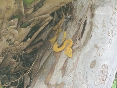 Bothriechis schlegelii