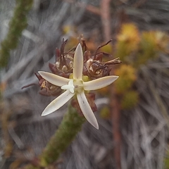 Wahlenbergia tenella