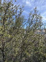 Cercocarpus betuloides