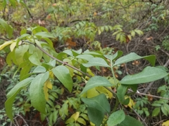 Sambucus cerulea