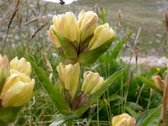 Gentiana punctata