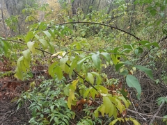 Sambucus cerulea