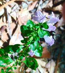 Clinopodium carolinianum